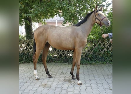 Más caballos centroeuropeos, Yegua, 2 años, 170 cm, Buckskin/Bayo