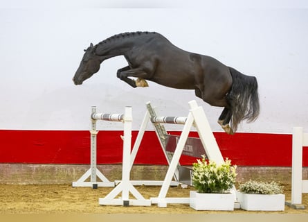 Más caballos centroeuropeos, Yegua, 3 años, 143 cm, Negro