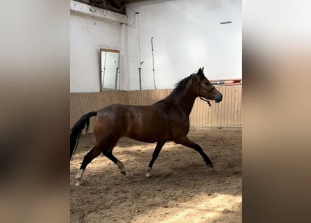 Más caballos centroeuropeos, Yegua, 3 años, 146 cm, Castaño