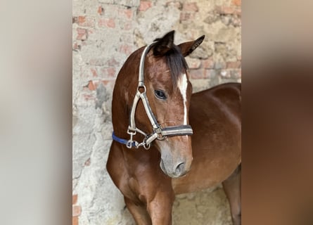 Más caballos centroeuropeos, Yegua, 3 años, 148 cm, Castaño
