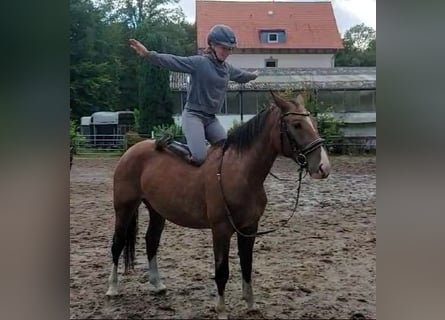 Más caballos centroeuropeos, Yegua, 3 años, 155 cm, Castaño