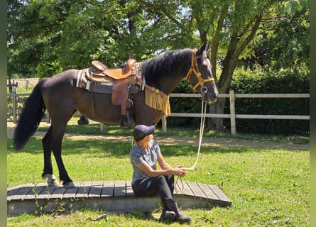 Más caballos centroeuropeos, Yegua, 3 años, 156 cm, Negro