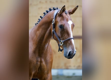 Más caballos centroeuropeos, Yegua, 3 años, 162 cm, Castaño