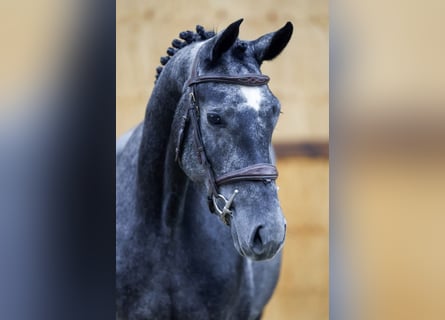 Más caballos centroeuropeos, Yegua, 3 años, 162 cm, Tordo