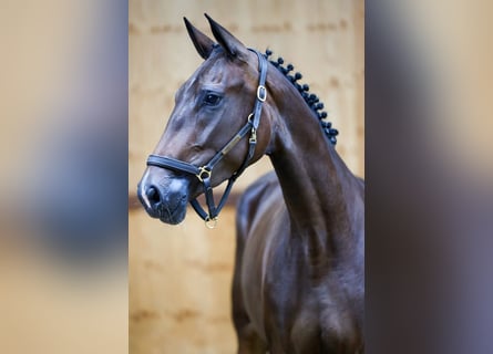 Más caballos centroeuropeos, Yegua, 3 años, 164 cm, Castaño