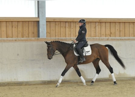 Más caballos centroeuropeos, Yegua, 3 años, 165 cm, Castaño