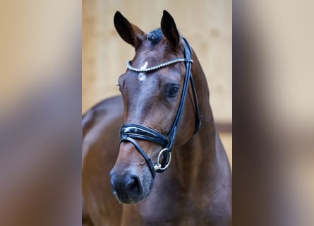 Más caballos centroeuropeos, Yegua, 3 años, 165 cm, Castaño