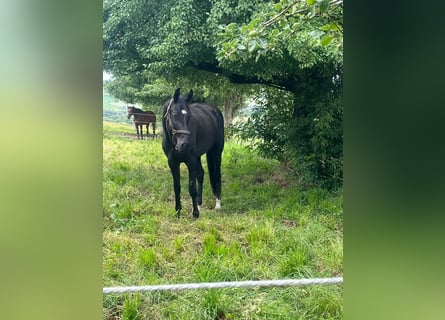 Más caballos centroeuropeos, Yegua, 3 años, 167 cm, Negro