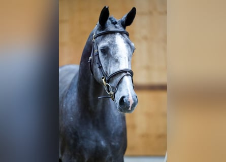 Más caballos centroeuropeos, Yegua, 3 años, 167 cm, Tordo