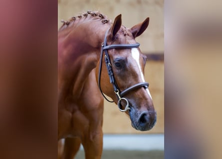 Más caballos centroeuropeos, Yegua, 3 años, 168 cm, Alazán