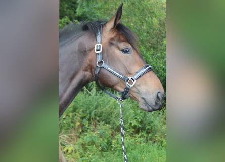 Más caballos centroeuropeos, Yegua, 3 años, 168 cm, Castaño