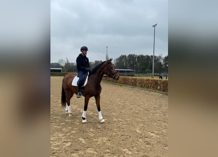 Más caballos centroeuropeos, Yegua, 3 años, 170 cm, Castaño