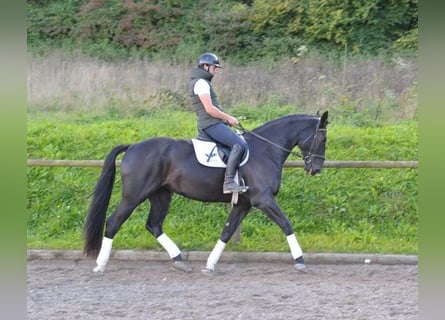 Más caballos centroeuropeos, Yegua, 3 años, 173 cm, Negro