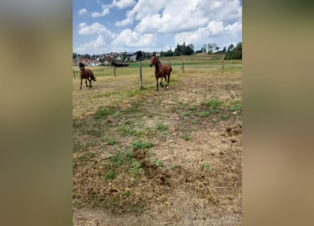 Más caballos centroeuropeos Mestizo, Yegua, 4 años, 152 cm, Castaño