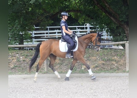 Más caballos centroeuropeos, Yegua, 4 años, 158 cm