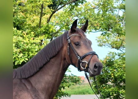 Más caballos centroeuropeos, Yegua, 4 años, 158 cm, Castaño oscuro