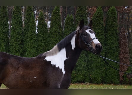 Más caballos centroeuropeos, Yegua, 4 años, 159 cm, Pío