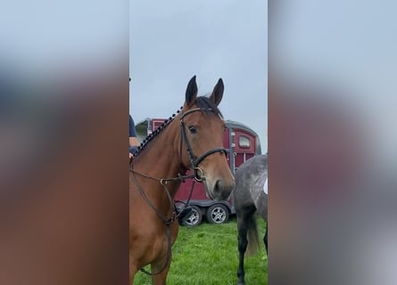 Más caballos centroeuropeos, Yegua, 4 años, 160 cm, Castaño rojizo