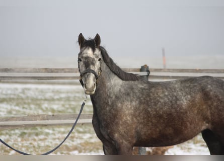 Más caballos centroeuropeos, Yegua, 4 años, 160 cm, Tordo