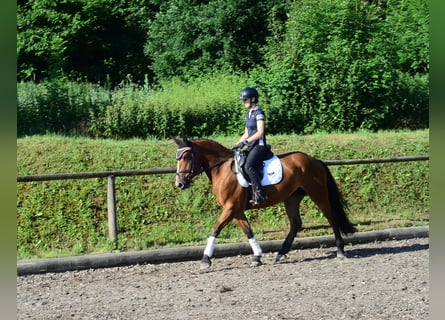 Más caballos centroeuropeos, Yegua, 4 años, 163 cm, Castaño