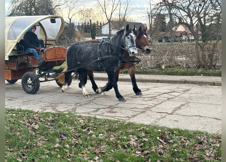 Más caballos centroeuropeos, Yegua, 4 años, 163 cm, Tordo rodado