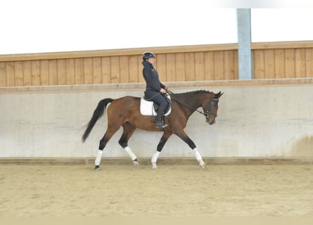 Más caballos centroeuropeos, Yegua, 4 años, 165 cm, Castaño