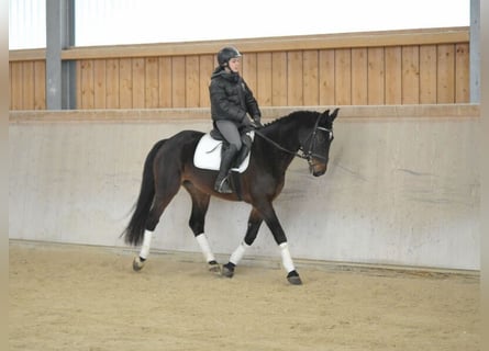 Más caballos centroeuropeos, Yegua, 4 años, 165 cm, Castaño oscuro