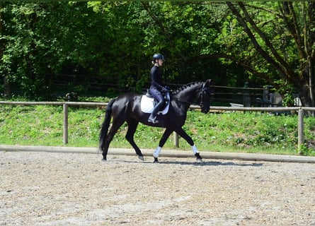 Más caballos centroeuropeos, Yegua, 4 años, 166 cm, Negro