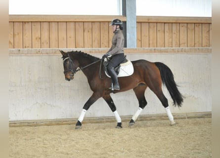 Más caballos centroeuropeos, Yegua, 4 años, 167 cm, Castaño