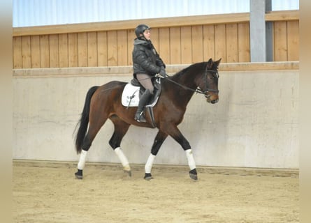 Más caballos centroeuropeos, Yegua, 4 años, 167 cm, Castaño