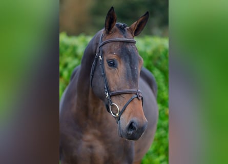 Más caballos centroeuropeos, Yegua, 4 años, 169 cm, Castaño