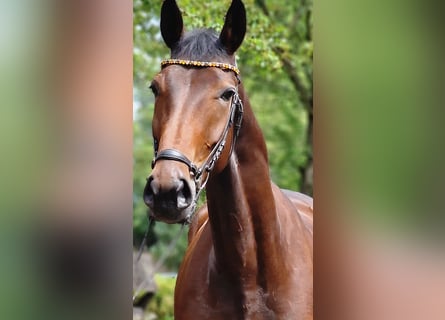 Más caballos centroeuropeos, Yegua, 4 años, 172 cm, Castaño