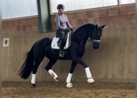 Más caballos centroeuropeos, Yegua, 4 años, 173 cm, Negro