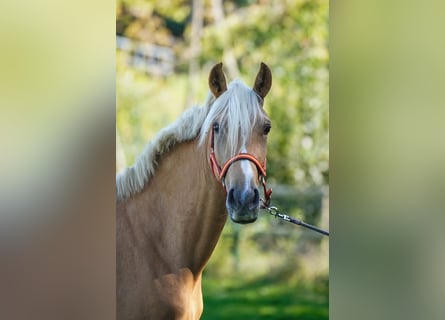 Más caballos centroeuropeos, Yegua, 5 años, 153 cm, Palomino