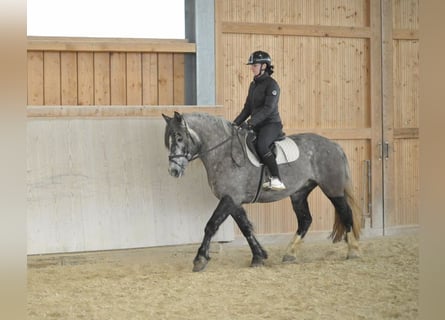 Más caballos centroeuropeos, Yegua, 5 años, 155 cm, Tordo