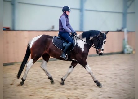 Más caballos centroeuropeos, Yegua, 5 años, 159 cm, Pío