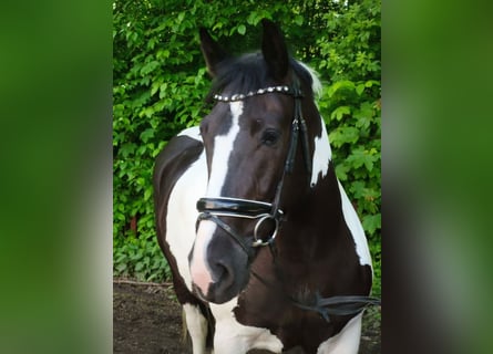 Más caballos centroeuropeos, Yegua, 5 años, 159 cm, Pío