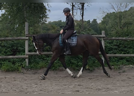 Más caballos centroeuropeos, Yegua, 5 años, 160 cm, Morcillo