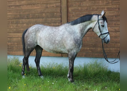 Más caballos centroeuropeos, Yegua, 5 años, 160 cm, Tordo rodado