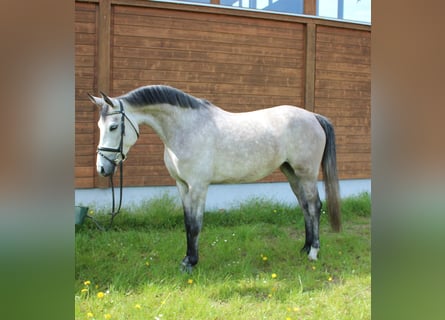 Más caballos centroeuropeos, Yegua, 5 años, 160 cm, Tordo rodado