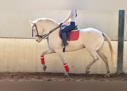 Más caballos centroeuropeos, Yegua, 5 años, 161 cm, Perlino