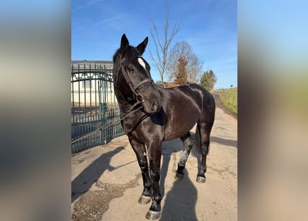 Más caballos centroeuropeos, Yegua, 5 años, 164 cm, Negro