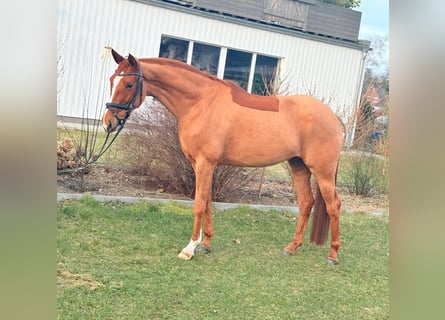 Más caballos centroeuropeos, Yegua, 5 años, 165 cm, Alazán