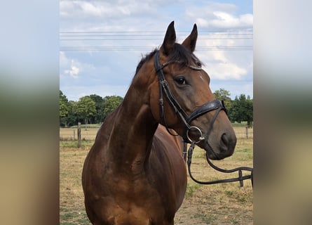 Más caballos centroeuropeos, Yegua, 5 años, 165 cm, Castaño