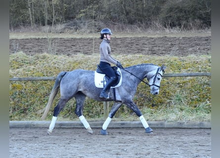 Más caballos centroeuropeos, Yegua, 5 años, 165 cm, Tordo rodado