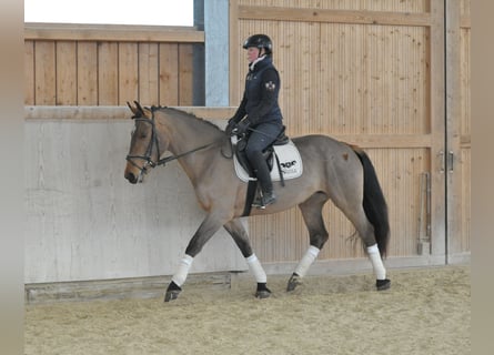 Más caballos centroeuropeos, Yegua, 5 años, 167 cm, Castaño