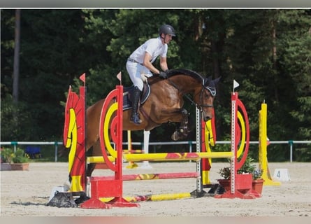 Más caballos centroeuropeos, Yegua, 5 años, 167 cm, Castaño