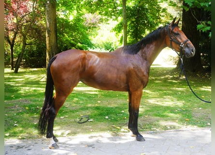 Más caballos centroeuropeos, Yegua, 5 años, 173 cm, Castaño