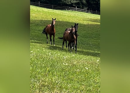 Más caballos centroeuropeos, Yegua, 5 años, Castaño