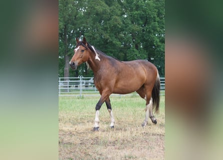 Más caballos centroeuropeos, Yegua, 6 años, 155 cm